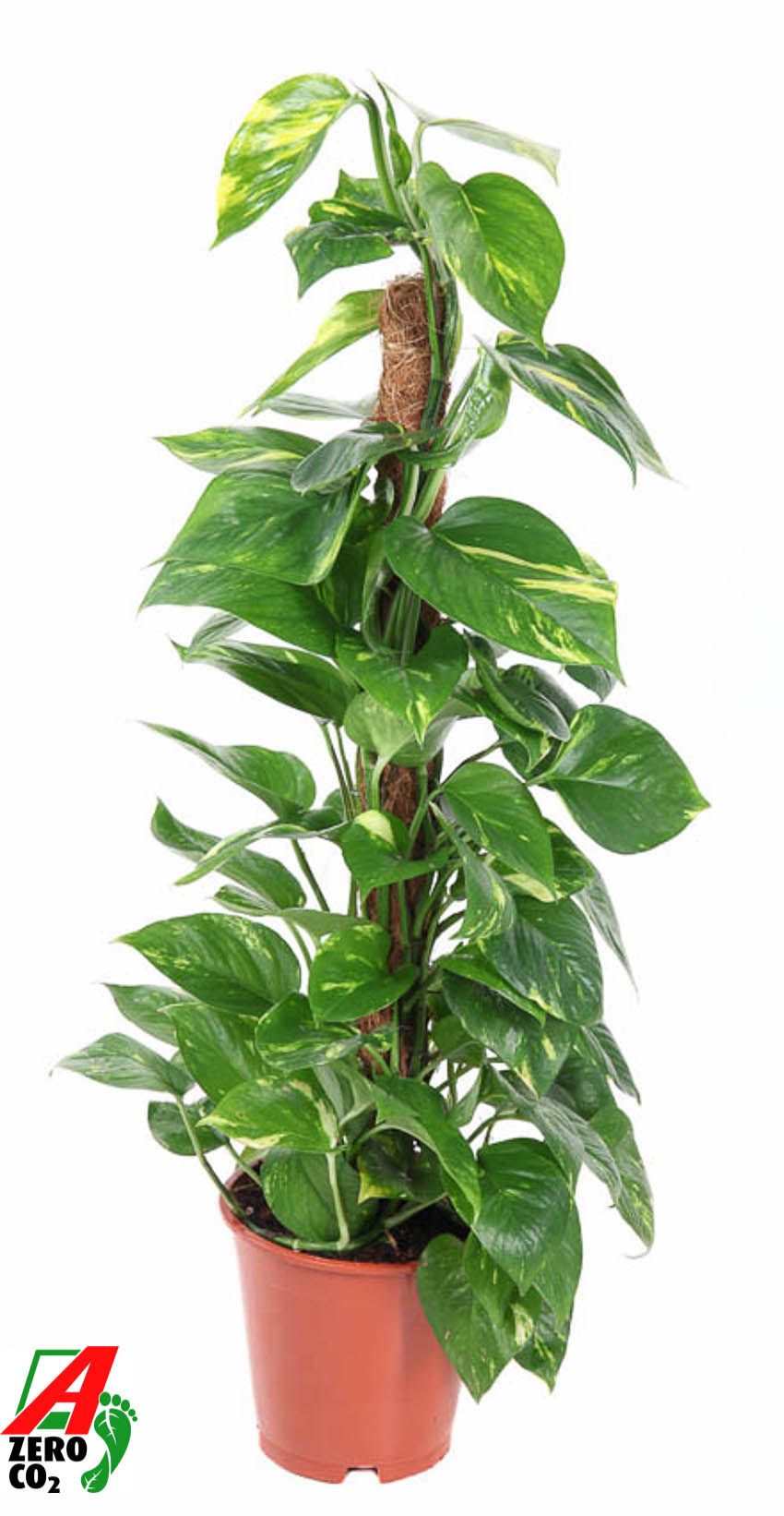 Epipr Pi Aureum