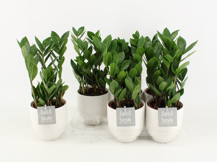 Zamioculcas Zamiifolia Keramiek Liv
