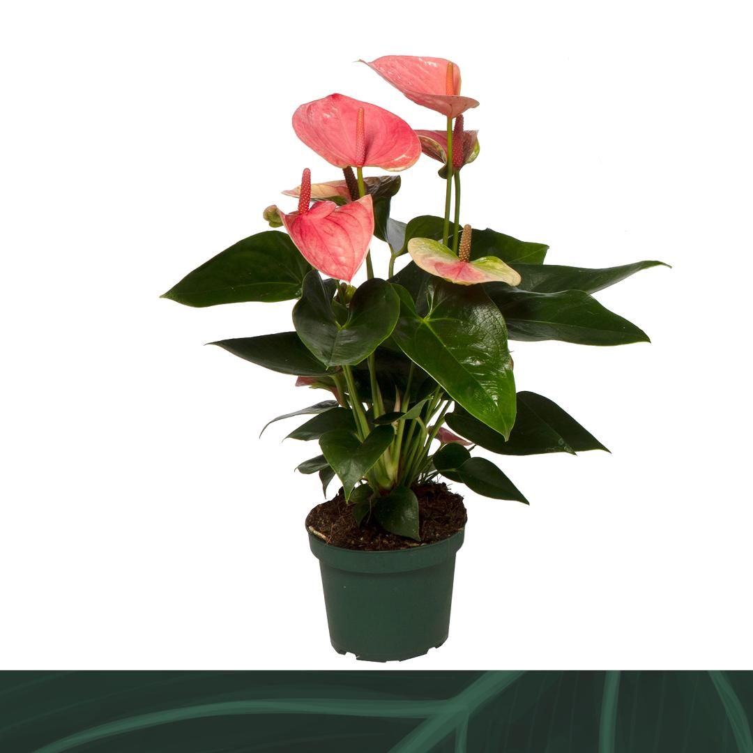 Anthurium An Sweet Dream