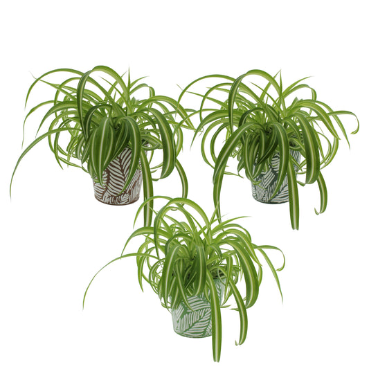 Chlor Com Bonnie Zink Pot