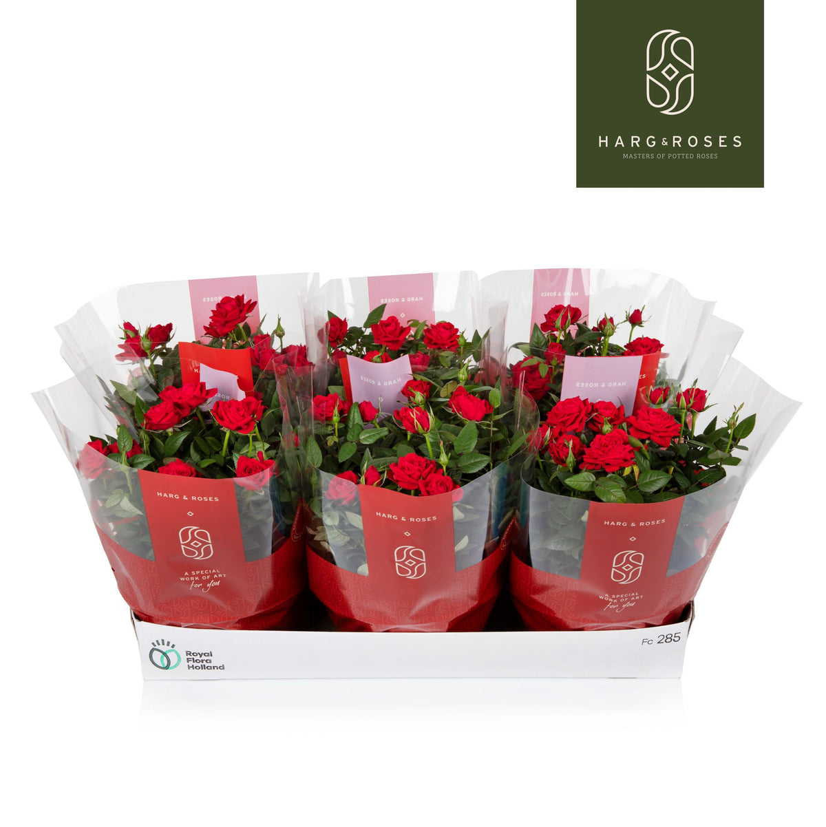 Rose Kordana Apache