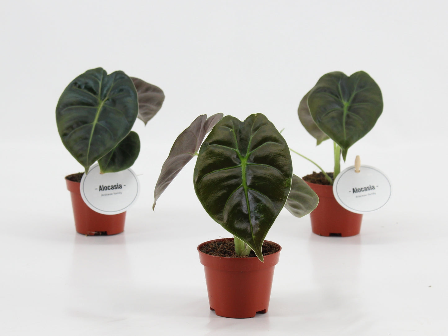 Alocasia Golden Bone