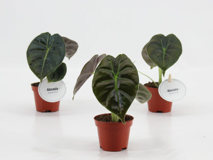 Alocasia Golden Bone