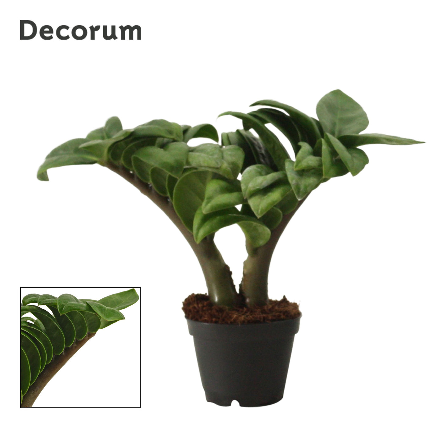 Zamioculcas Zamiifolia Zenzi 2pp