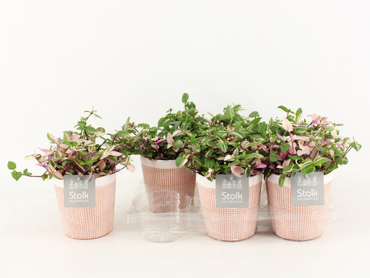 Trad Quadricolor Keramiek Terracotta