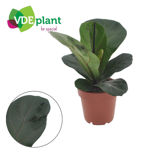 Ficus Lyrata Bambino