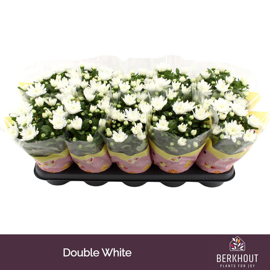 Chrysanthemum White Brave