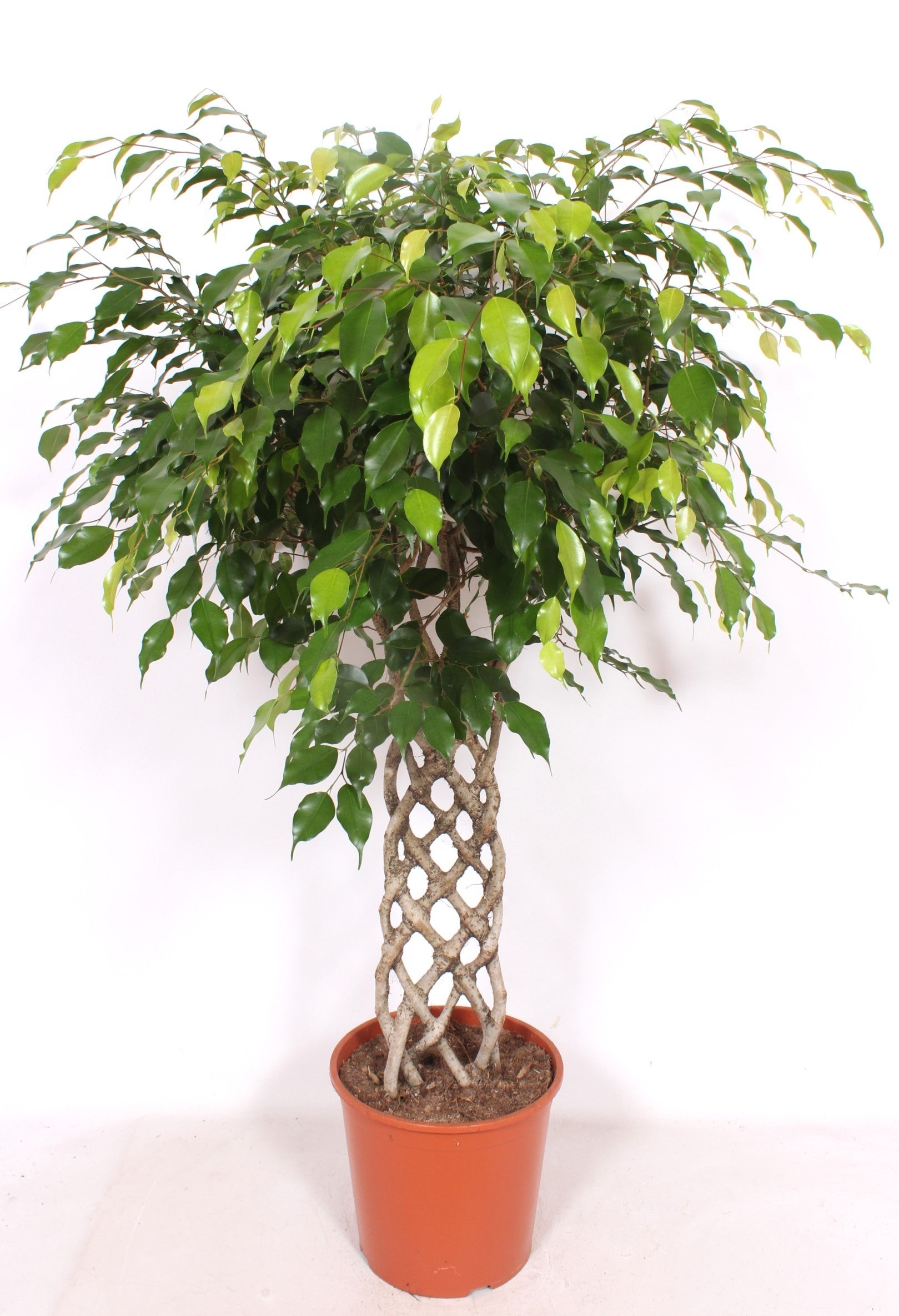 Ficus Be Exotica Stam Gevlochten Mat – All Occasions Wholesale