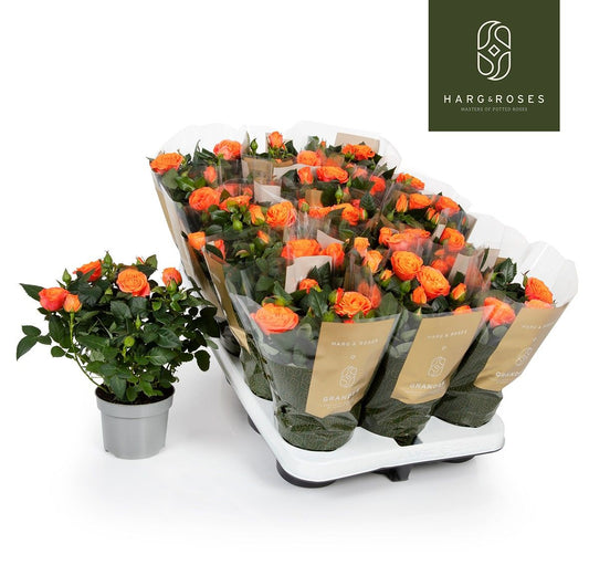 Rose Kordana Grande Bengali