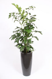 Caryota Mitis Kunststof Santorini Antraciet