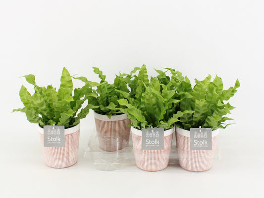 Asplenium Crispy Wave Keramiek Terracotta