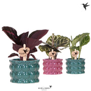 Calathea Gemengd Keramiek Cotton