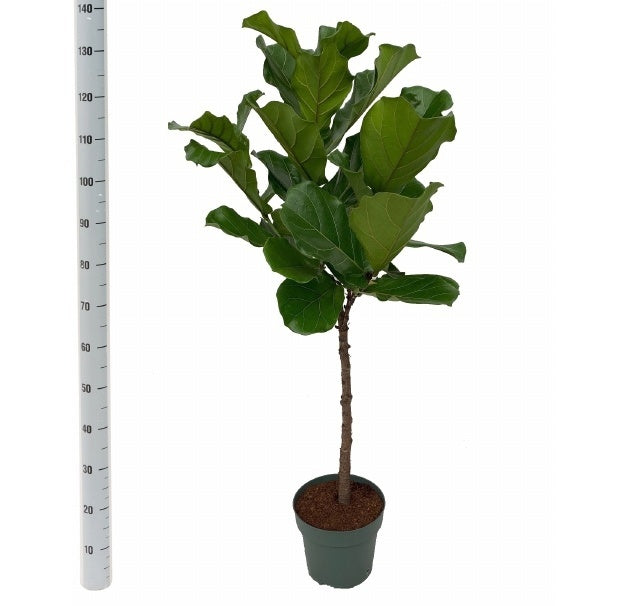 Ficus Lyrata Stam