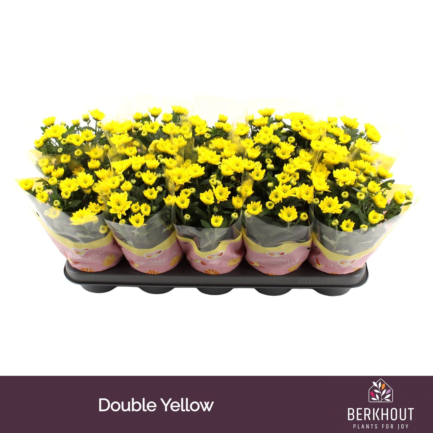 Chrysanthemum Yellow Cozy