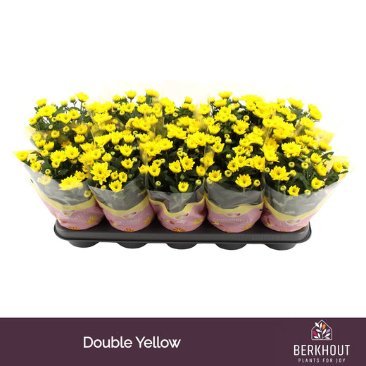 Chrysanthemum Yellow Cozy