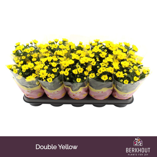 Chrysanthemum Yellow Cozy