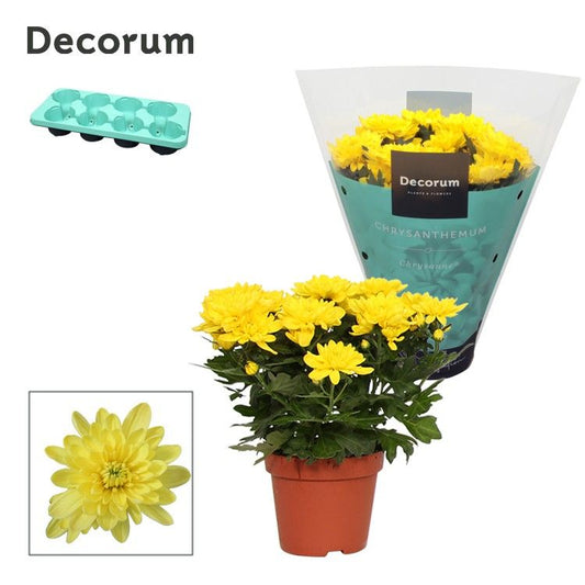 Chrysanthemum Grandezza Geel