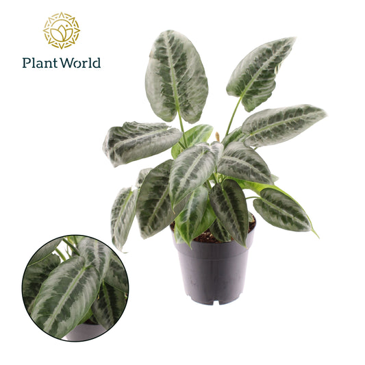 Schismatoglottus Mottleyana