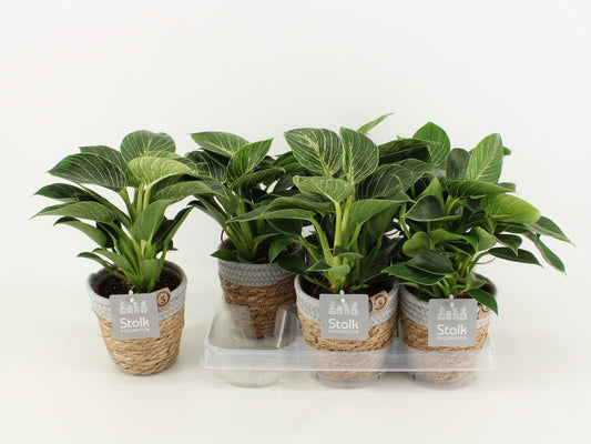 Phil White Wave Basket