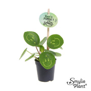 Pilea Peperomioides Smylie