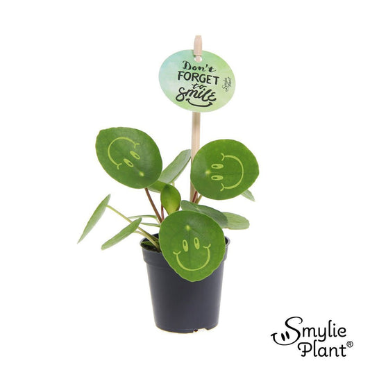 Pilea Peperomioides Smylie