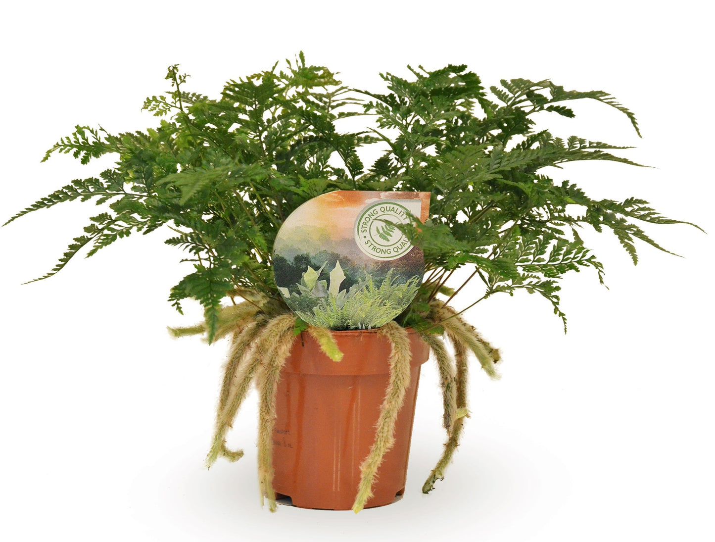 Humata Tyermannii