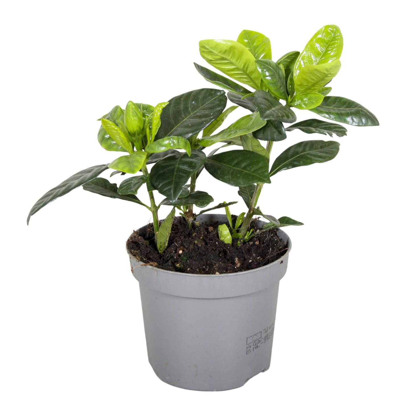 Gardenia Jasminoides