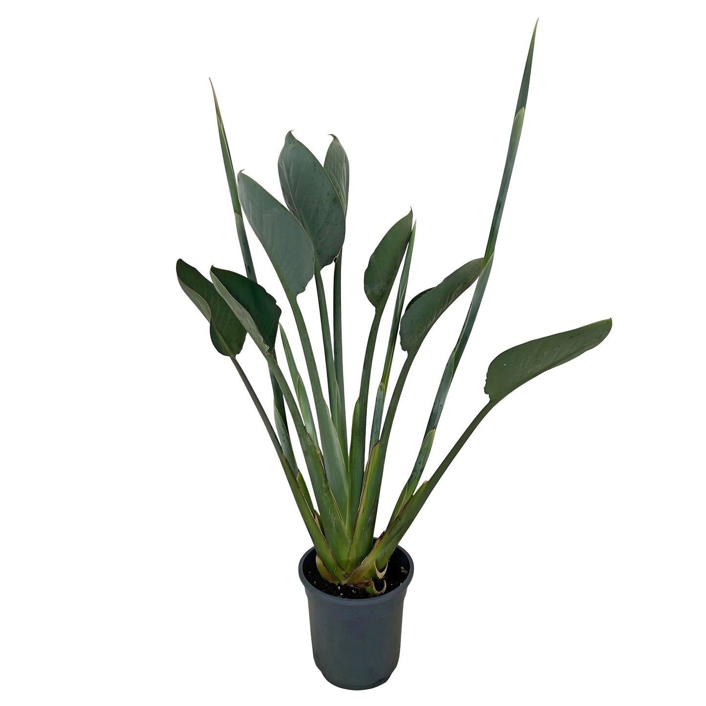 Strelitzia Reginae 2 Knop