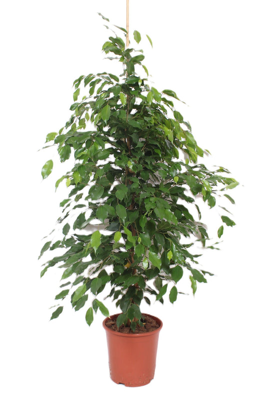 Ficus Be Exotica