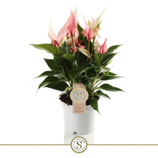 Anthurium St Lilli Ecobo