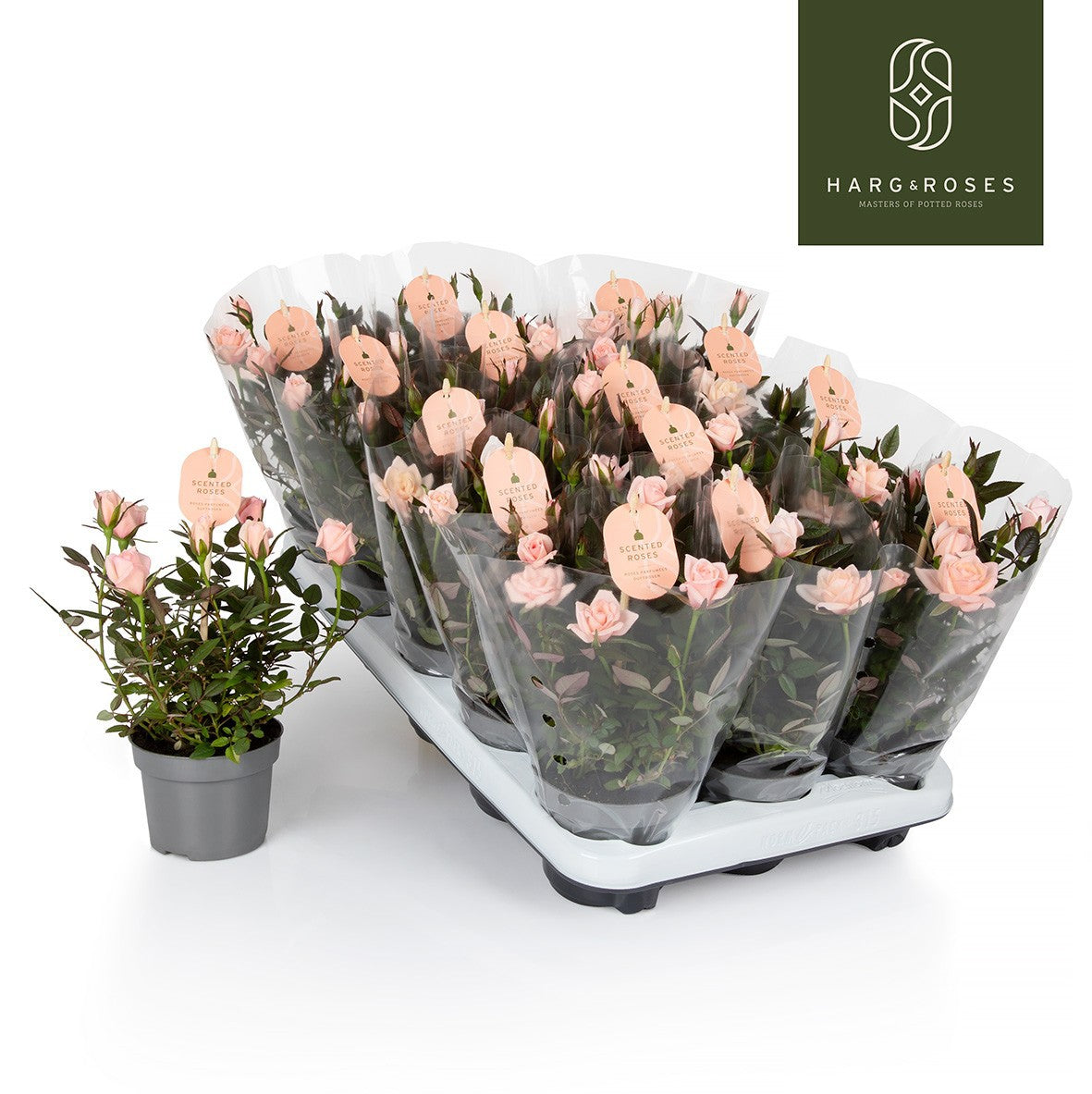 Rose Rosaroma Light Pink