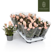 Rose Rosaroma Light Pink