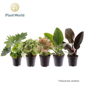 Ov Kamerplanten Gemengd Feel Green