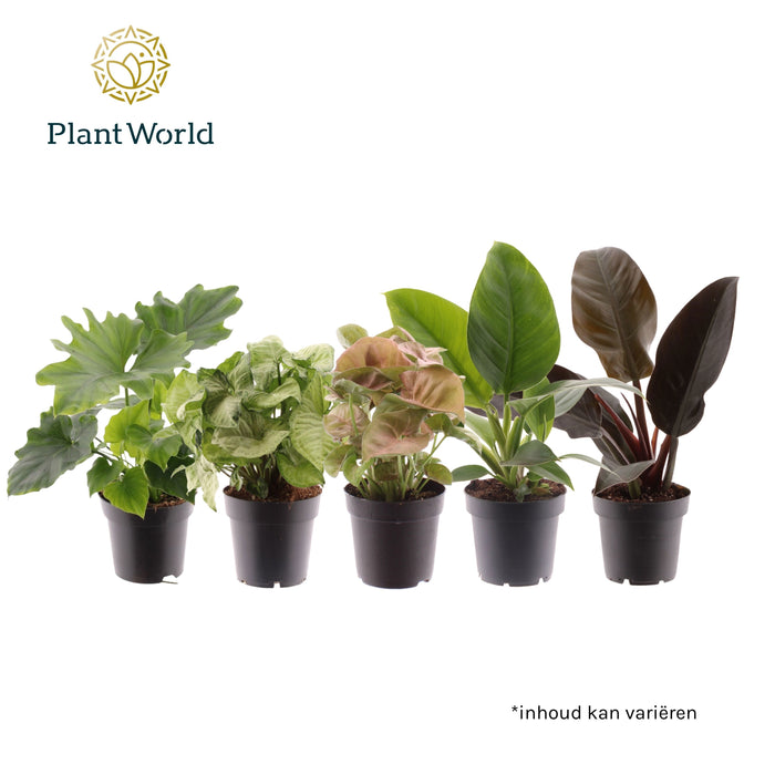 Ov Kamerplanten Gemengd Feel Green