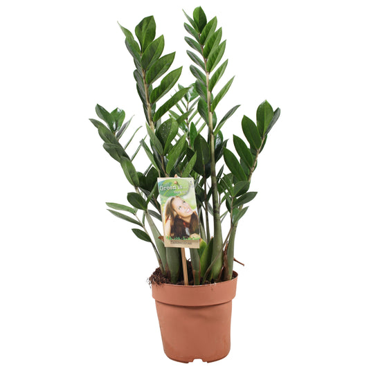 Zamioculcas Zamiifolia 4+
