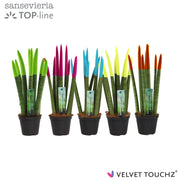 Sans Cyl Velvet Touch Ibiza