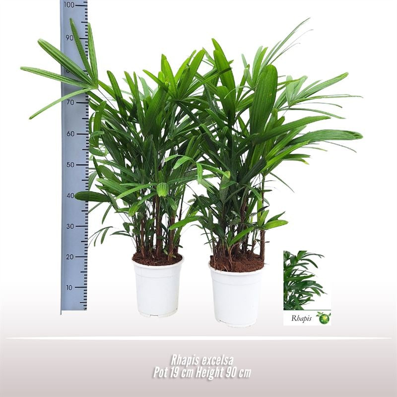 Rhapis Excelsa