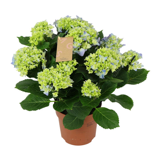 Hydrangea M Early Blue 7+