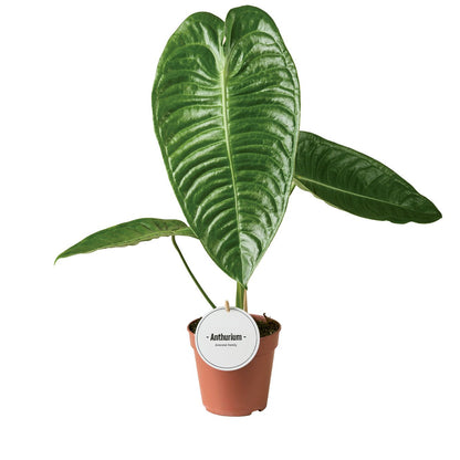 Anthurium Veitchii