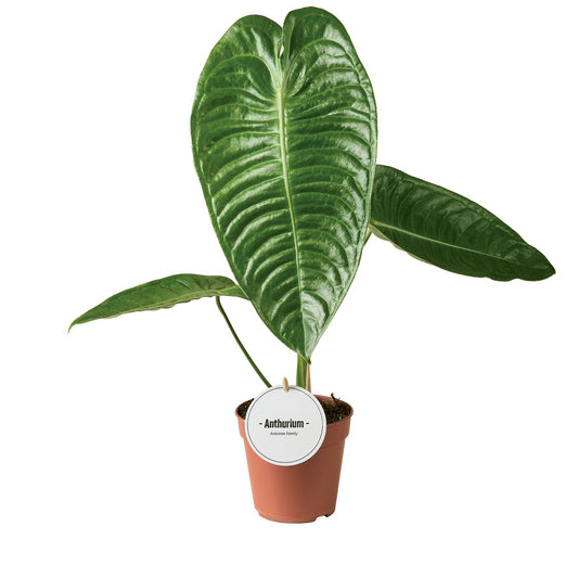 Anthurium Veitchii