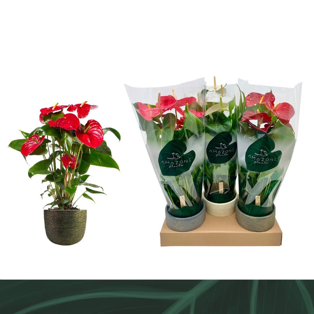Anthurium An Gemengd 4kl Keramiek Lue