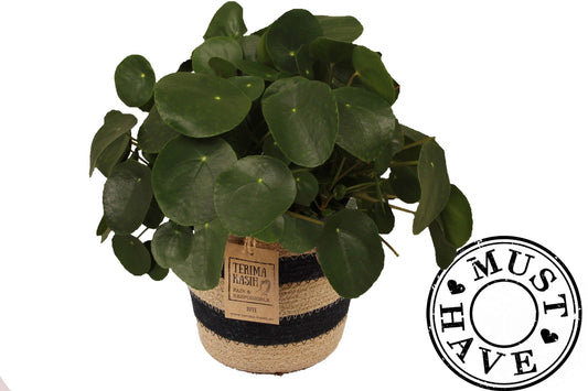 Pilea Peperomiodes Jutte Mand