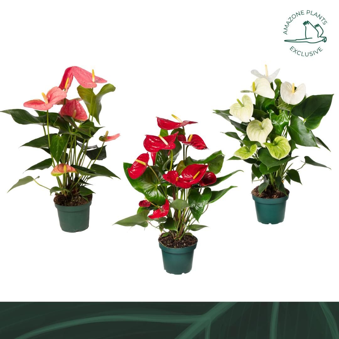 Anthurium An Gemengd 4kl