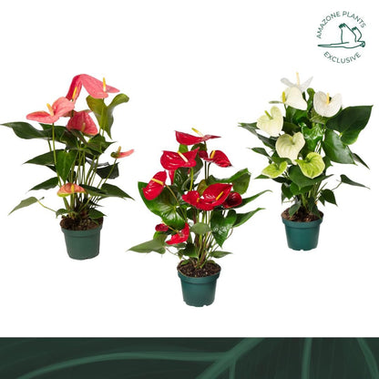 Anthurium An Gemengd 4kl