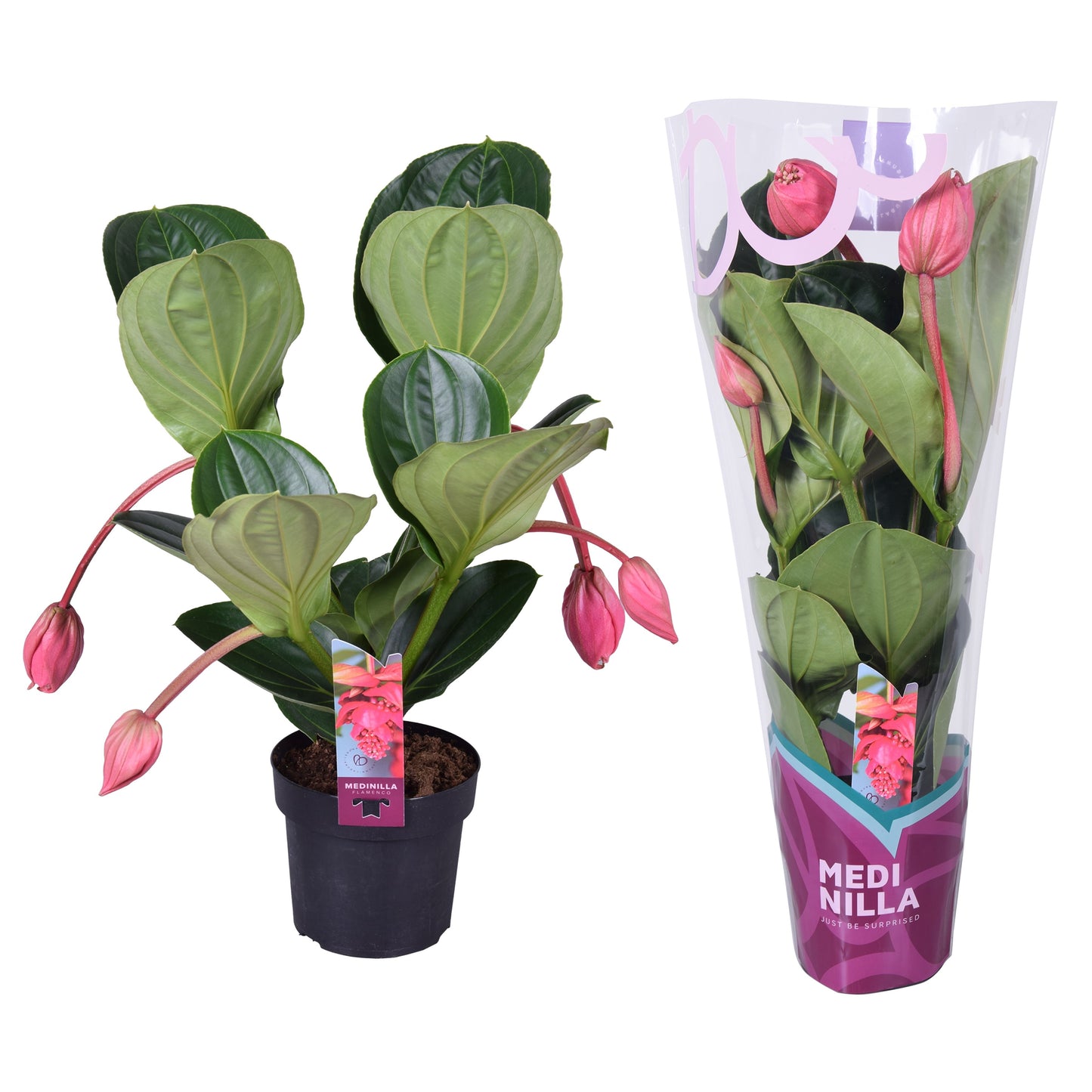 Medinilla Magnifica Flamenco 4 Knop + Hoes
