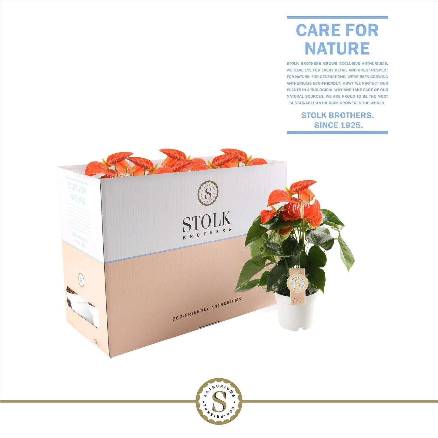 Anthurium St Orange Champion Ecobo