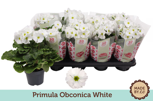 Primula Ob Wit