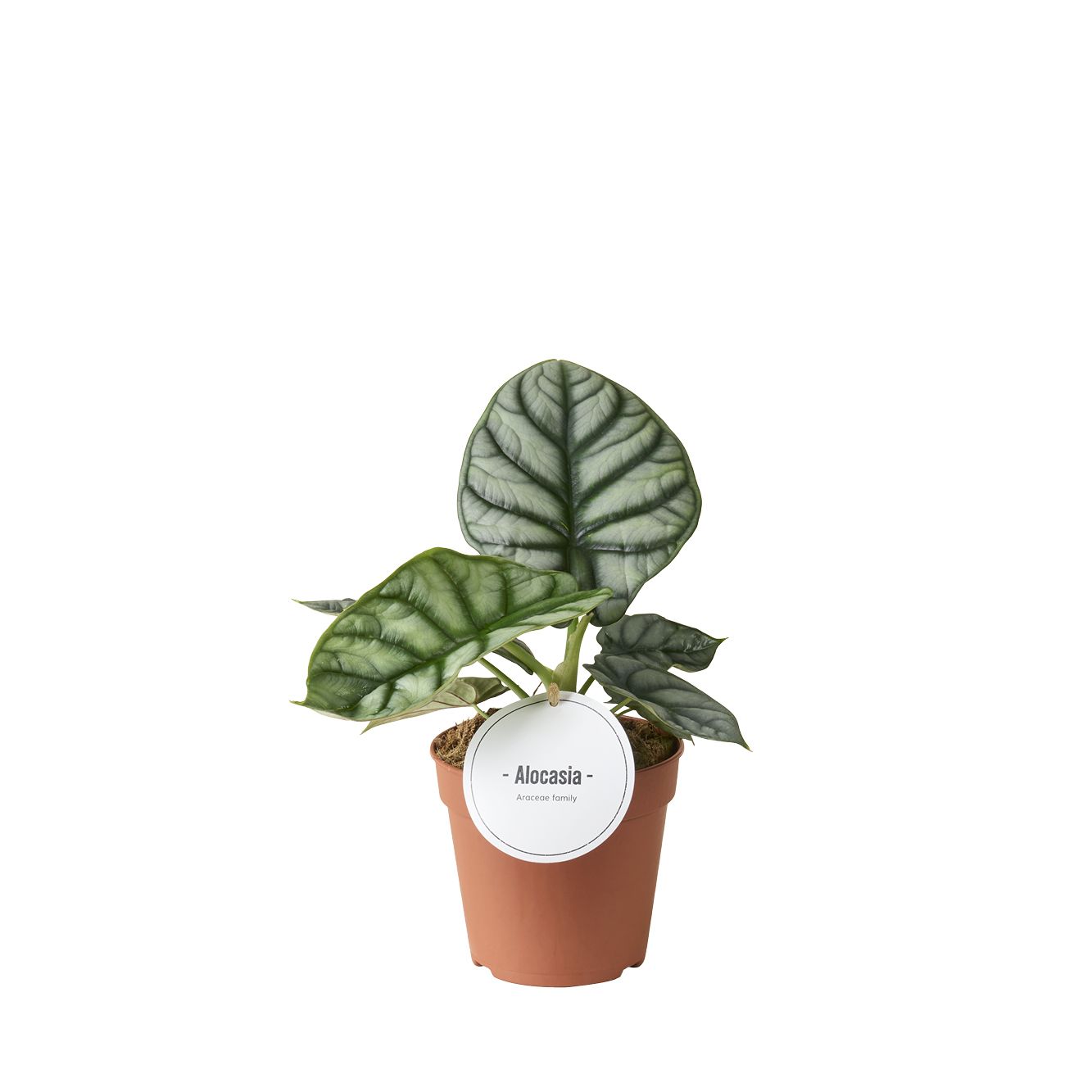 Alocasia Silver Dragon