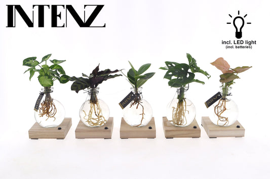 Opm Intenz Gemengd Glas Samoa + Led