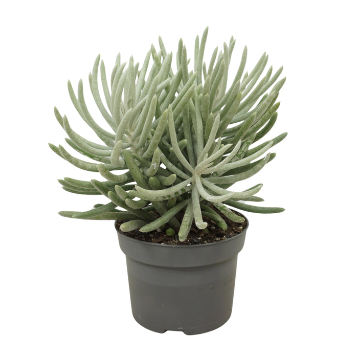 Senecio Scaposus